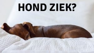 hond ziek