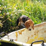 Beagle hond