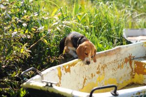 Beagle hond