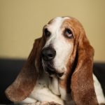 Basset hound hondenras