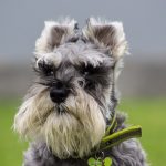 schnauzer hondenras