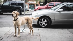 labrador retriever hond