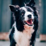 Border Collie hondenras