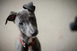 puppy zindelijk maken s nachts