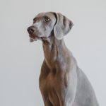 Weimaraner hondenras