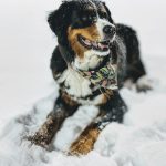 berner sennenhond hondenras