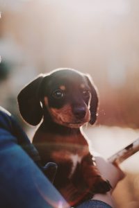 hond zindelijk