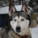 Siberische husky hond