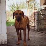 rhodesian ridgeback hond