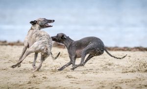 Whippet windhond