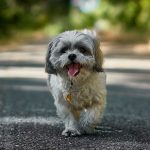 Shih Tzu 