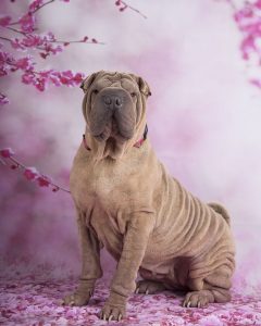 botoxx the sharpei