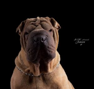 botoxx the sharpei