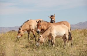 steppepaarden