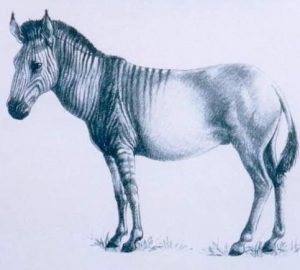 Equus Hydruntinus