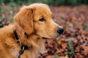 Golden retriever grote gezinshond