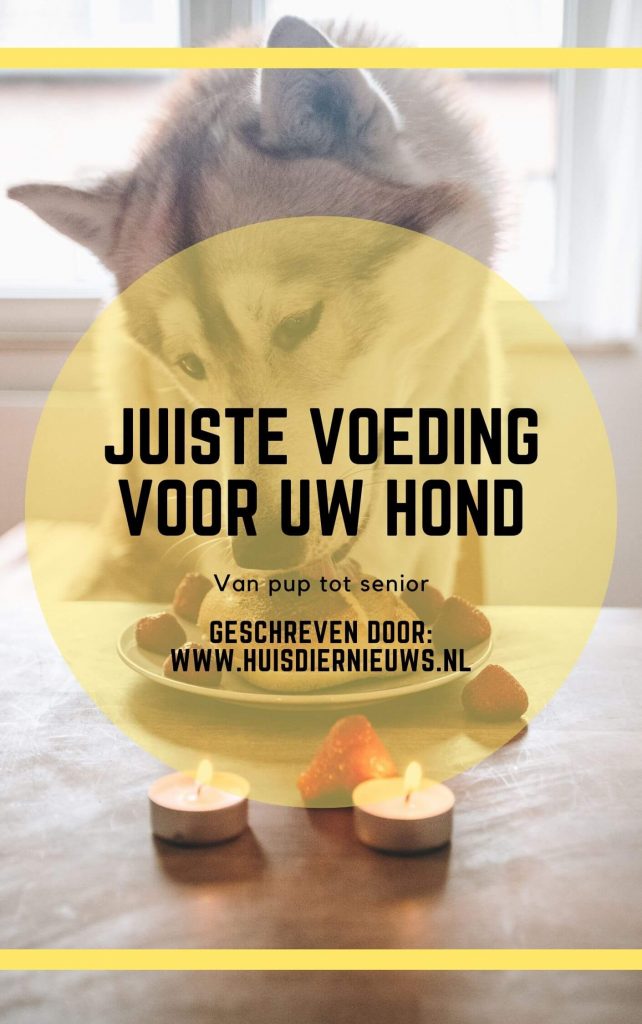 Juiste voeding voor uw hond (1)