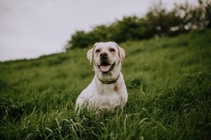 Labrodor Retriever grote gezinshond