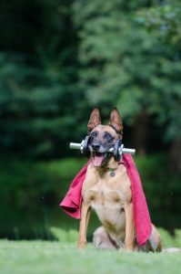 castreren en steriliseren