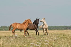 Het paard van nu