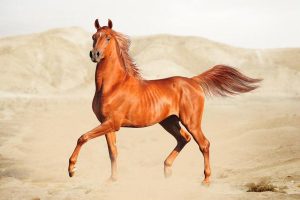 Arabisch paard