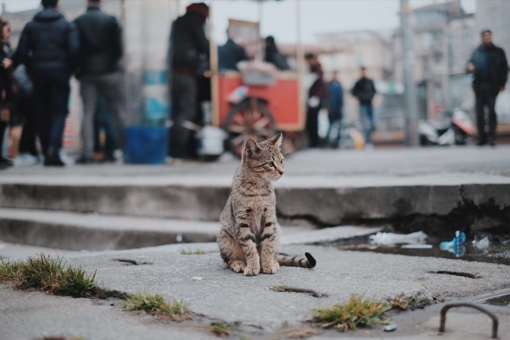 Coronavirus bij katten