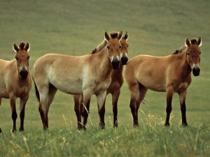 Przewalski