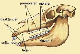 gebit paard