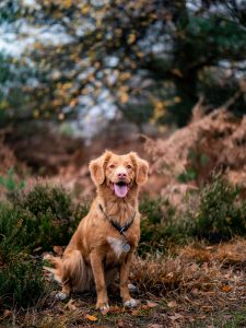 vrolijke hond