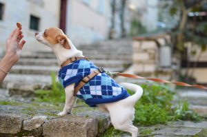 Training chihuahua