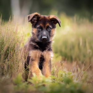 abby_the.germanshepherd