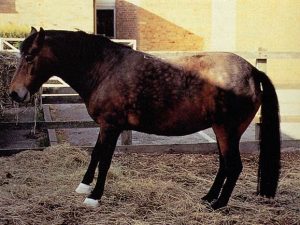 Paard met hoefbevangenheid