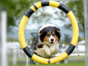 Border collie doet agility