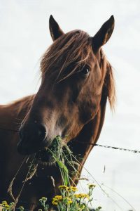 paard eet gras