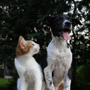 katten hijgen minder vaak dan honden