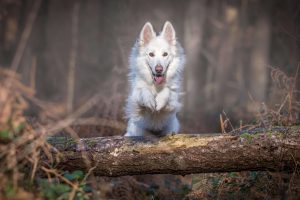 Blije hond