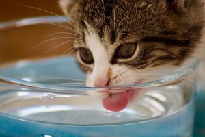 Katten houden van water