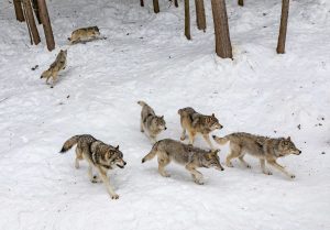wolven die af gaan op hun reukvermogen