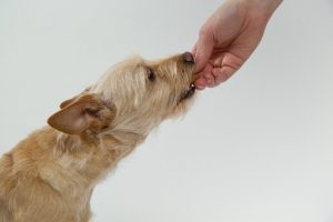 hond uit hand voeren