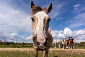 paard en koliek