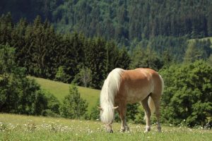 paard in het gras 