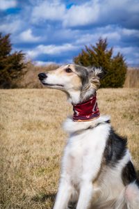 Deze hond is klaar voor de hondenshow