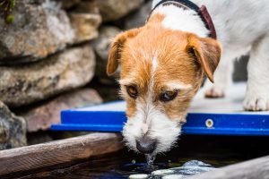 hond drinken