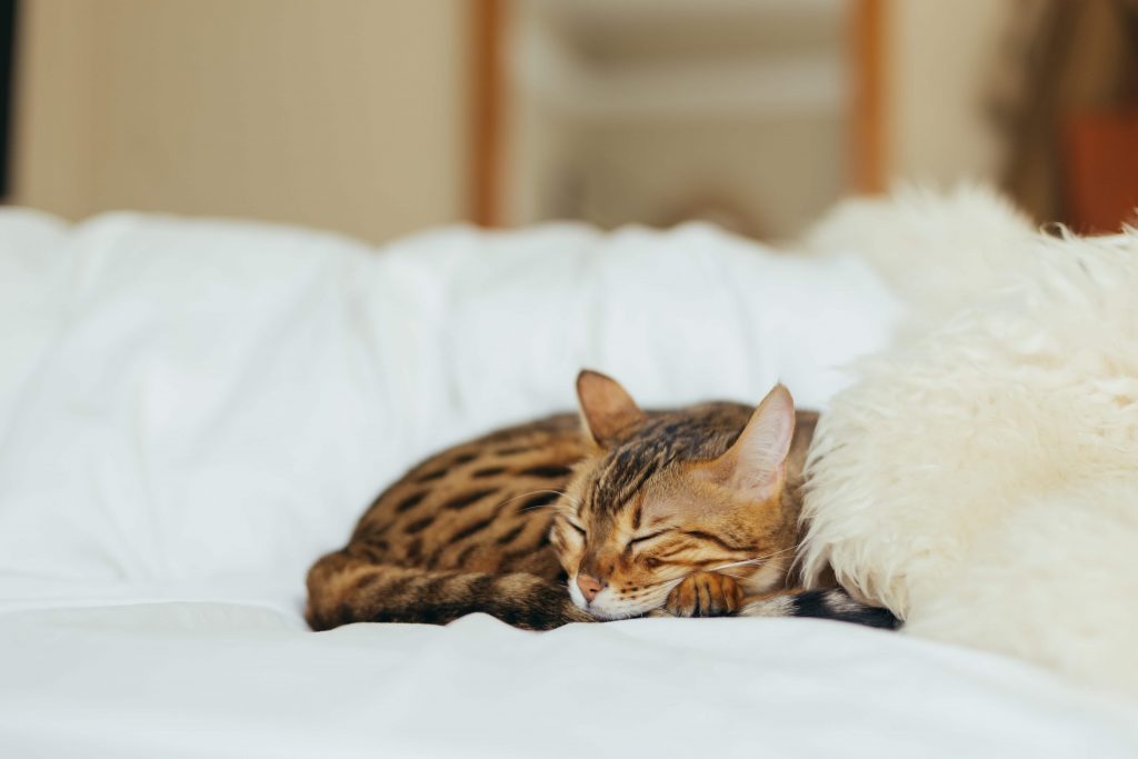 katten die spinnen met pootjes