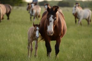 paard met veulen