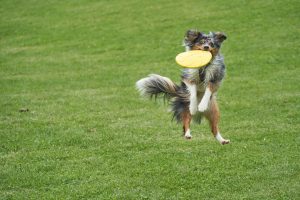 hondenfrisbee