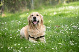 Golden retriever