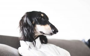 Saluki