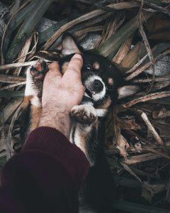 puppy speelt met baasje