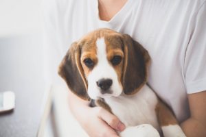 Beagle pup